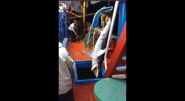 Pescatori catturano uno squalo mako: bastonato e lasciato morire nella stiva. Il video choc indigna gli animalisti