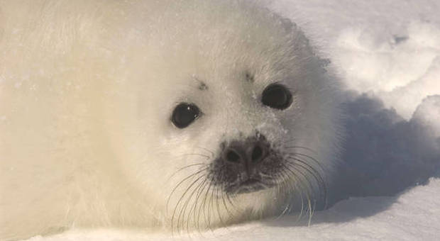 Un cucciolo di foca della Groenlandia (immagine pubblicata da Ansa) Un cucciolo di foca della Groenlandia (immagine pubblicata da Ansa)