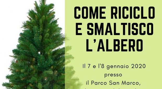 Abc raccoglie gli alberi di Natale, quelli naturali saranno piantati nei parchi pubblici di Latina