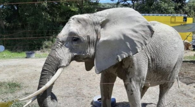Domatrice assalita dal suo elefante: la donna è grave in ospedale