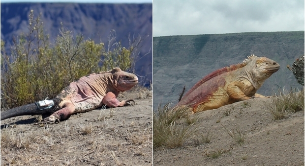 Il mistero delle due iguana: perché non si accoppiano?