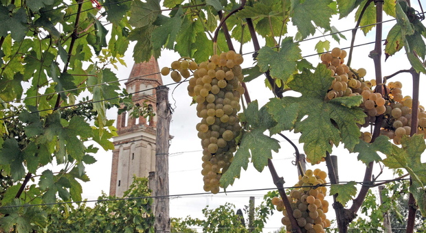 Lo storico vitigno diVenissa sott'acqua. Danni milionari Lo storico vitigno diVenissa sott'acqua. Danni milionari