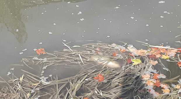 l tratto del fiume Vallio a Roncade interessato dallo sversamento di liquami e che ha causato la morte di migliaia di piccoli pesci. Sono in corso le indagini