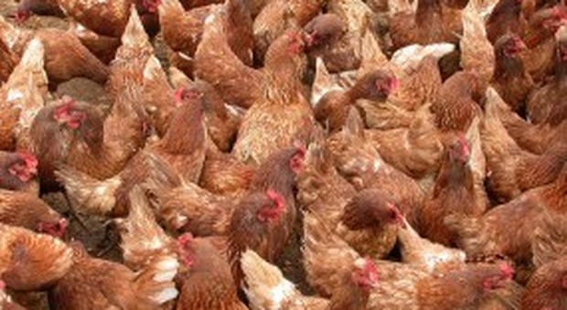 Aviaria, 850mila galline da abbattere nel Ferrarese