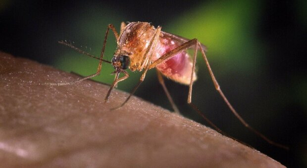 West Nile. Avvistate zanzare? Il primario: «Fotografatele». La culex porta il virus e attacca solo in due momenti