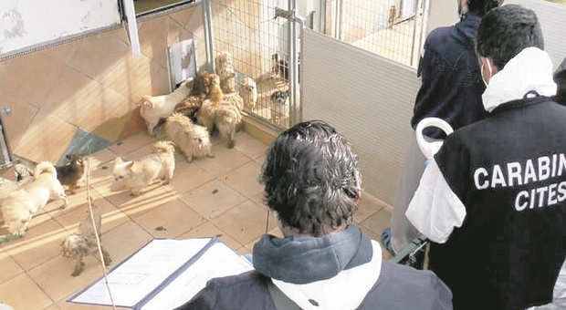 Scoppia l'epidemia nell'allevamento già sequestrato: 30 cani morti. Stop alle adozioni