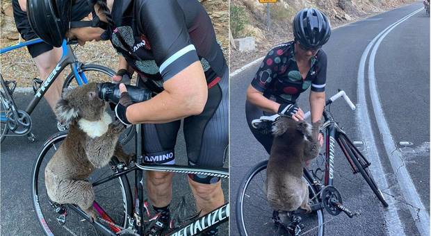 Il koala stremato ferma i ciclisti per un sorso d'acqua: le foto fanno il giro del web