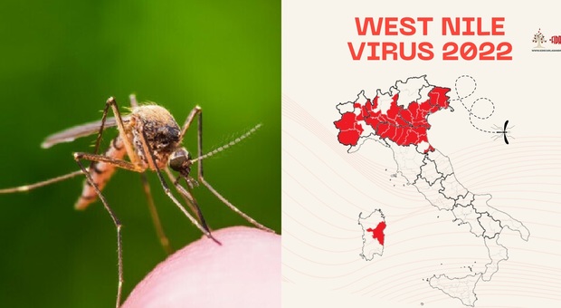West Nile, focolaio di virus Usutu vicino Frosinone: colpite due famiglie di Anagni, è allerta