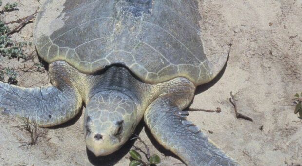 La tartaruga marina più piccola torna a nidificare dopo 75 anni: ecco dove