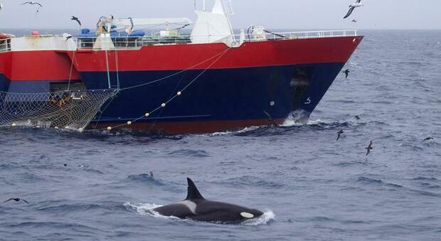 La Spagna mette al bando le piccole barche: «Ci sono le orche, rischio incidenti»