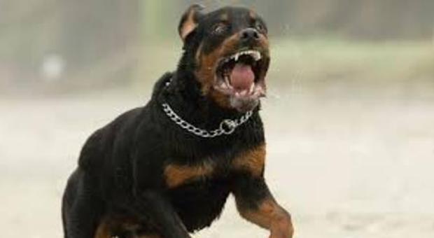 Salvo per miracolo, un netturbino durante il lavoro azzannato da Rottweiler