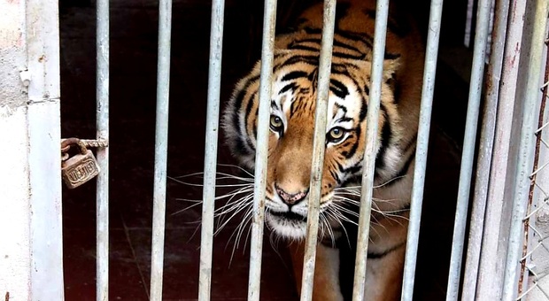 Una tigre in gabbia (immag diffusa su fb dalla ong Education for Nature-Vietnam)