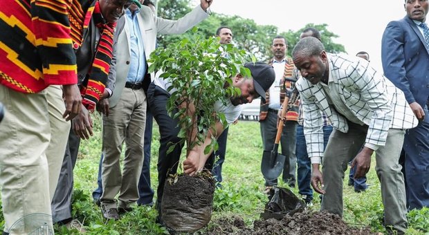 Oltre 350 milioni di alberi piantati in un solo giorno in Etiopia (immagine pubblicata dal Primo Ministro sulla pagina social) Oltre 350 milioni di alberi piantati in un solo giorno in Etiopia (immagine pubblicata dal Primo Ministro sulla pagina social)