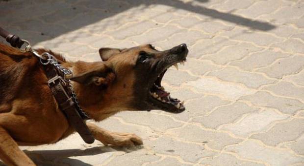 Azzannato da un cane ai genitali: uomo di 40 anni ricoverato in ospedale Azzannato da un cane ai genitali: uomo di 40 anni ricoverato in ospedale