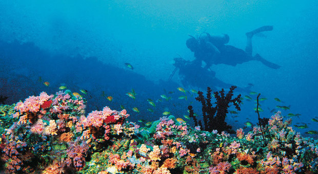 Barriera corallina in pericolo alle Maldive: "Sta morendo come in Australia"