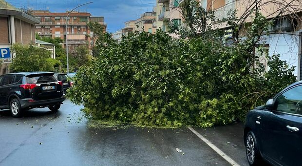 Maltempo Roma, violento temporale nella notte: alberi caduti a Monteverde