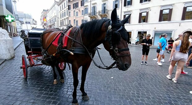 Roma, botticelle senza regole e i cavalli soffrono: «Il Comune intervenga»