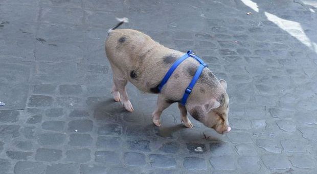 Il maialino Mirto (Foto di Rino Barillari) Il maialino Mirto (Foto di Rino Barillari)