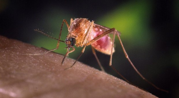 Zanzare possono trasmettere il Coronavirus? La risposta degli scienziati sul contagio Zanzare possono trasmettere il Coronavirus? La risposta degli scienziati sul contagio