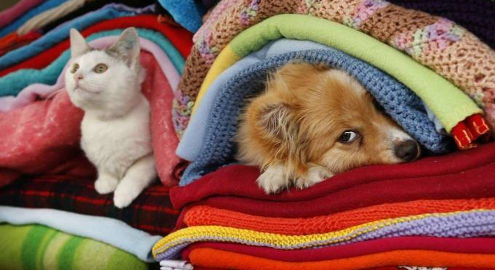 Cani e gatti al freddo? Ecco 10 regole per la loro dieta ideale contro il  gelo - Il Mattino.it