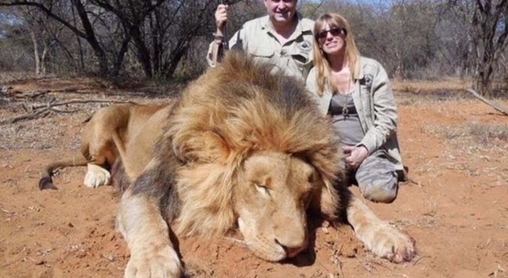 Caccia grossa: «Ammazza due leoni al prezzo di uno», in Africa trofei in  saldo da 2.100 euro