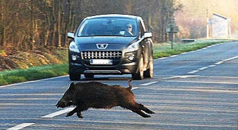 Un cinghiale mentre taglia la strada ad un'automobile