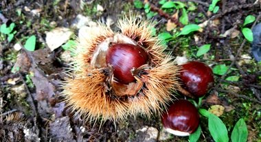 Andar per castagne nella Selva di Cori, uno dei boschi più affascinanti del Lazio