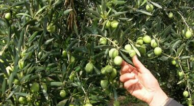 L’oliva tenera ascolana c’è ma non chi la raccoglie: «Il pagamento garantito ma non attira più»