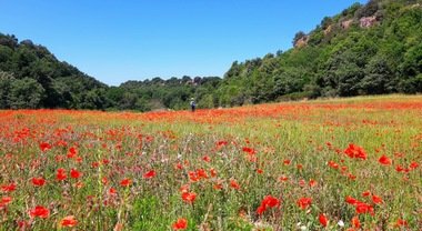 Castel d'Asso, la valle dei papaveri dove Età Etrusca e Medioevo si fondono in alchimia