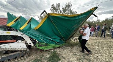 L'oliva tenera ascolana? La raccolta si fa con un sistema meccanizzato e un bobcat