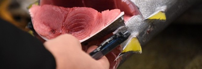 Rischio istamina, un lotto di tonno surgelato ritirato dai supermercati