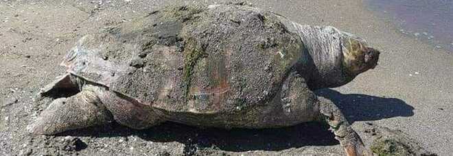 Tartaruga della specie "Carretta carretta", trovata morta sulla spiaggia di Licola