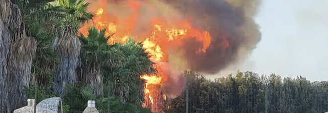 Incendio a Capaccio Paestum, in fiamme palmeto: gravi danni