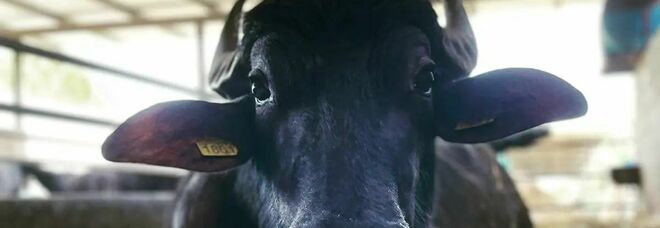 13mila bufale abbattute nel Casertano: «De Luca cambi il piano di eradicazione»