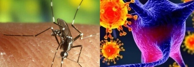 Virus Usutu e Febbre del Nilo, è allerta in Sardegna: i consigli della Asl di Oristano per proteggersi