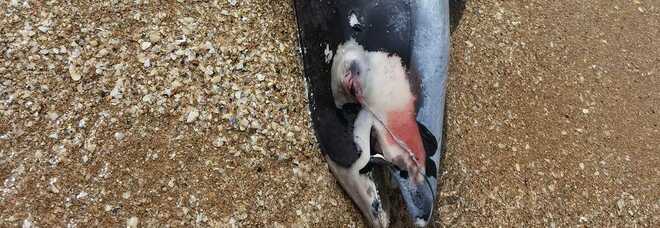 Guerra in Ucraina, migliaia di delfini ustionati e uccisi dall'esplosione delle bombe