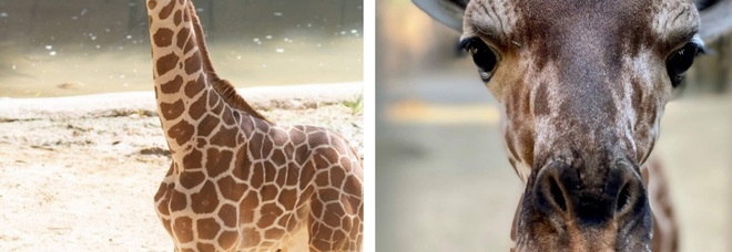 Marekani, la giraffina soppressa al Dallas Zoo. (immag diffuse su Fb da Dallas Zoo)