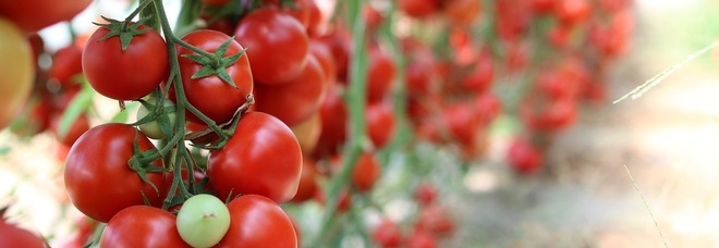 Inflazione, crescono i prezzi del pomodoro: è allarme speculazioni ma la qualità rimane al top