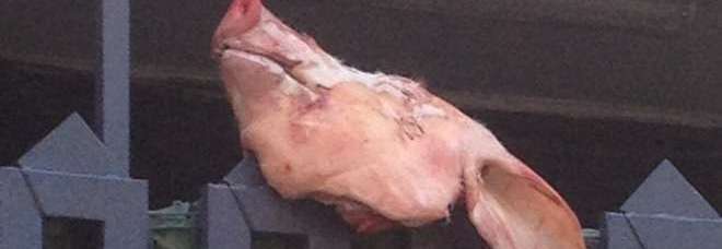 Giugliano, testa di un maiale fuori alla sede della moschea: «Onore Putin»