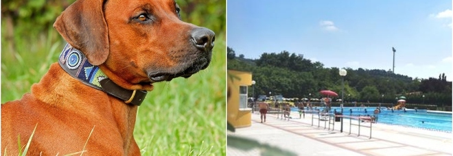 Verona, lascia il cane dentro l'auto al sole e va in piscina: morto sotto 50 gradi Rhodesian Ridgeback