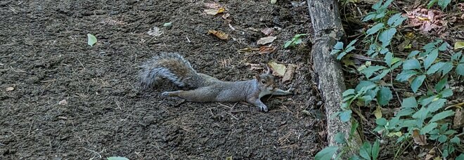 New York, il curioso caso degli scoiattoli "spaparanzati": il motivo è scientifico, ecco quale