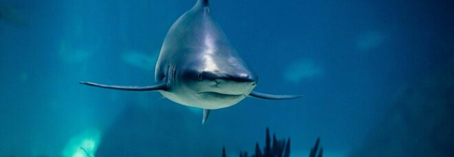 Egitto, due turiste uccise da uno squalo mentre facevano il bagno nel Mar Rosso