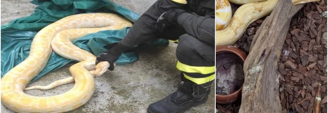 Pitone albino di due metri morde vigili del fuoco che lo salva dalla morte sui tetti a Vigevano. Che cosa fare