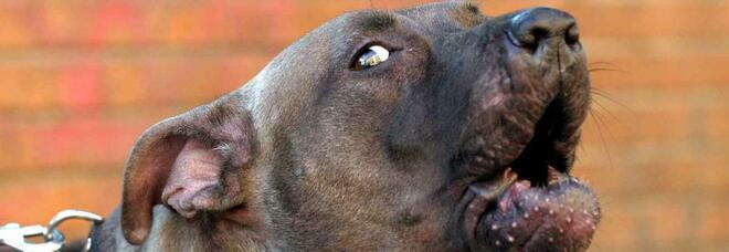 Pitbull sbrana il barboncino di un'anziana al parco: soccorso dalla polizia, poi la corsa dal veterinario ma il cane muore
