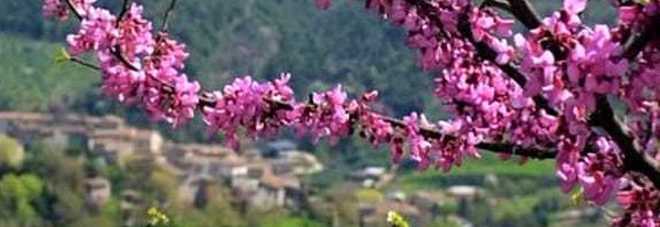 La fiorita della Valnerina con le colline “colorate”di rosa