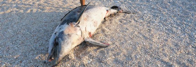 Delfino di 2 metri muore spiaggiato: aveva ingoiato una rete da pesca
