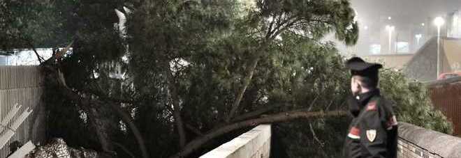 Ucciso dal crollo di un pino a Napoli, indagati due direttori del Cnr