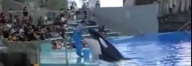 Orca tenta di mordere l'addestratore al delfinario giapponese (video pubblicato da Creature del Mare Onlus)