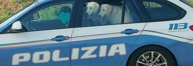 I labrador salvati alla polizia stradale di Todi I labrador salvati alla polizia stradale di Todi