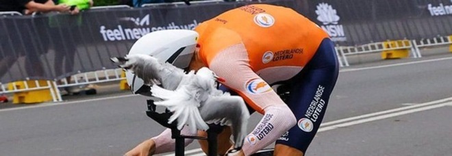 Pesce disegnato sulla maglia, Mollema attaccato da un gabbiano durante il mondiale di ciclismo
